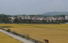秋日“丰”景美如画
